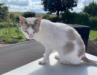 Duquesa, Thai-Siam-Mix - Katze 1