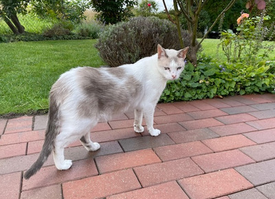 Duquesa, Thai-Siam-Mix - Katze