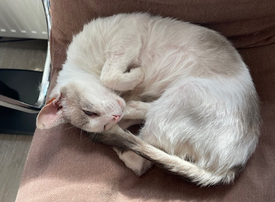 Duquesa, Thai-Siam-Mix - Katze