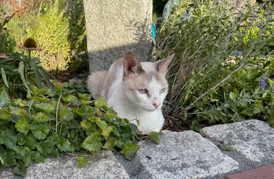 Duquesa, Thai-Siam-Mix - Katze