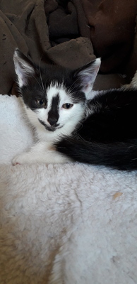 EHK Jungtier - Kater