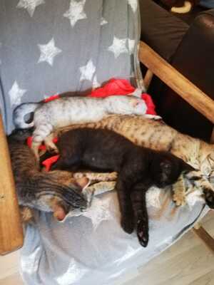 EKH Jungtier - Kater