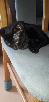 EKH Jungtier - Kater