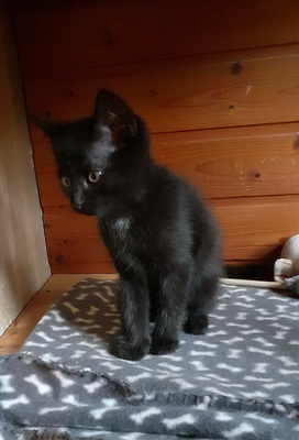 EKH Jungtier - Kater