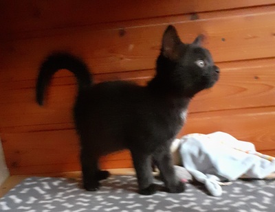 EKH Jungtier - Kater