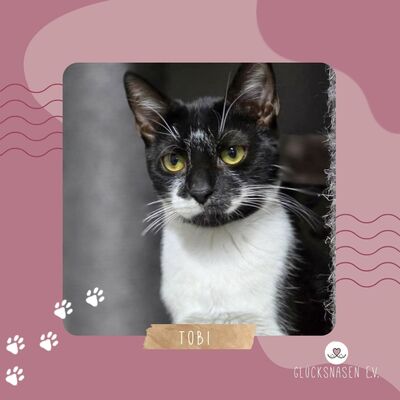 , EKH Jungtier - Kater