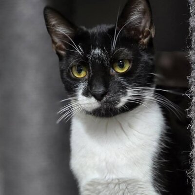 , EKH Jungtier - Kater