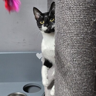 , EKH Jungtier - Kater