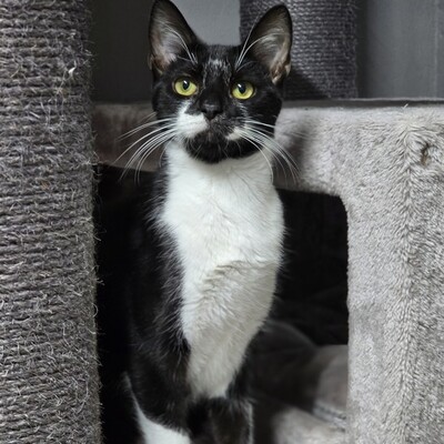 , EKH Jungtier - Kater