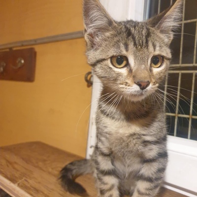 , EKH Jungtier - Kater