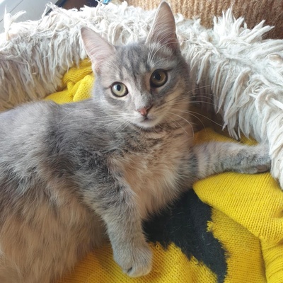 , EKH Jungtier - Kater