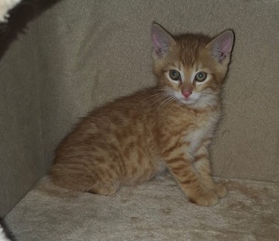 EKH Jungtier - Kater