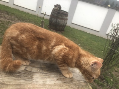 EKH Mix Jungtier - Katze