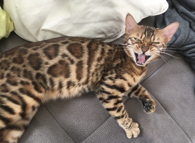 ELISE, Bengal - Katze