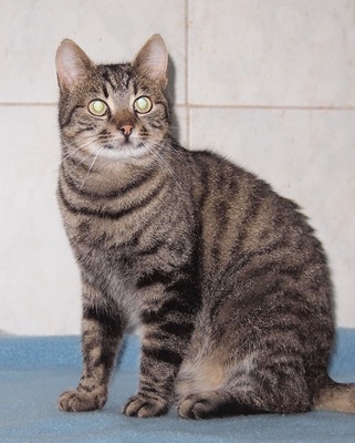 ELLI - R E S E R V I E R T !!!!! sehr freundlich und aufgeschlossen, verschmust, neugierig, verspielt, hundeverträglich, Mischling - Katze