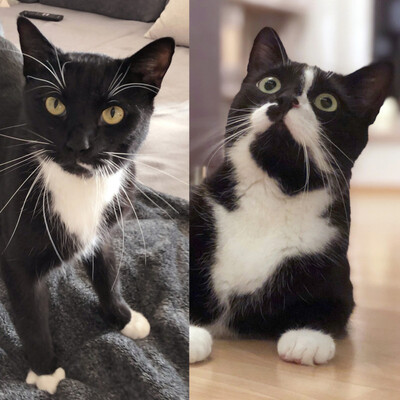 Eddie und Crash, Europeische Hauskatze - Kater