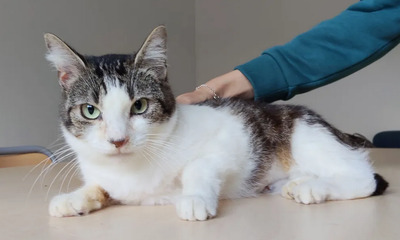 Edelweiß - verschmuste Mama mit Sohn im Gepäck, EKH - Katze