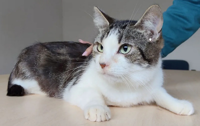 Edelweiß - verschmuste Mama mit Sohn im Gepäck, EKH - Katze