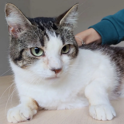 Edelweiß - verschmuste Mama mit Sohn im Gepäck, EKH - Katze