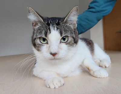 Edelweiß - verschmuste Mama mit Sohn im Gepäck, EKH - Katze