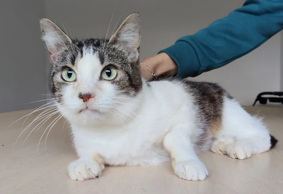 Edelweiß - verschmuste Mama mit Sohn im Gepäck, EKH - Katze