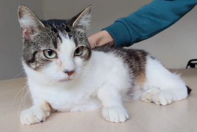 Edelweiß - verschmuste Mama mit Sohn im Gepäck, EKH - Katze