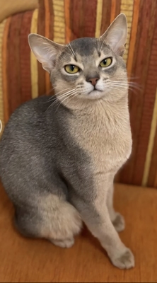 Edler Deckkater mit Champion-Stammbaum, Abessinier - Kater