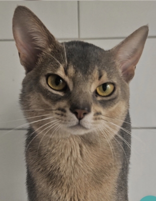 Edler Deckkater mit Champion-Stammbaum, Abessinier - Kater