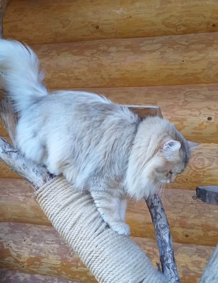 Egbert od Kosticky, Sibirische Katze - Kater