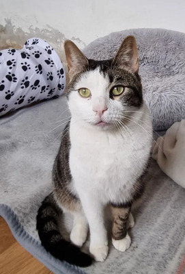 Eilt! Samir, EKH - Kater