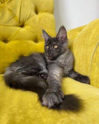 Ein ideales Kätzchen für die ganze Familie, MAINE COON KITTEN mit Stammbaum, Main coon Jungtier - Kater