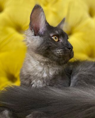 Ein ideales Kätzchen für die ganze Familie, MAINE COON KITTEN mit Stammbaum, Main coon Jungtier - Kater