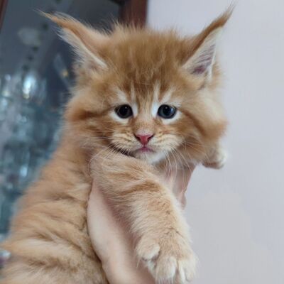 Ein ideales Kätzchen für die ganze Familie, MAINE COON KITTEN mit Stammbaum, Main coon Jungtier - Kater