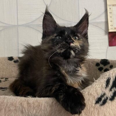 Ein ideales Kätzchen für die ganze Familie, MAINE COON KITTEN mit Stammbaum, Main coon Jungtier - Kater