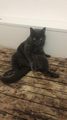 Einstein, BKH Mischling - Kater