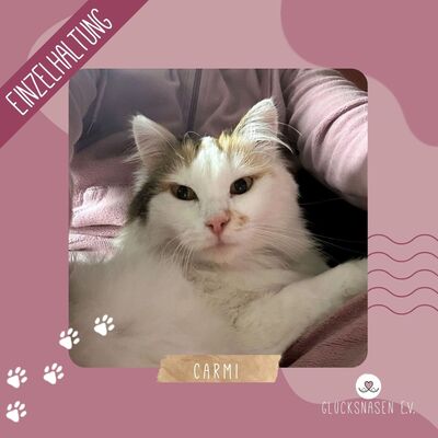 Einzelprinzessin Carmi sucht dringend ein neues Zuhause, EKH - Katze