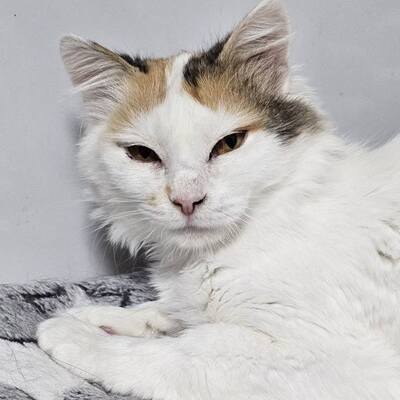 Einzelprinzessin Carmi sucht dringend ein neues Zuhause, EKH - Katze