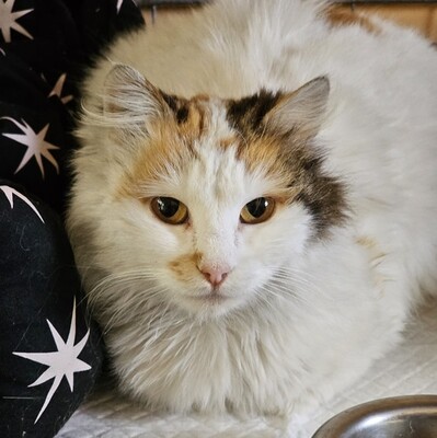 Einzelprinzessin Carmi sucht dringend ein neues Zuhause, EKH - Katze