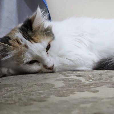 Einzelprinzessin Carmi sucht dringend ein neues Zuhause, EKH - Katze