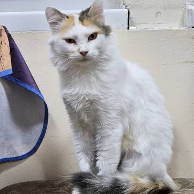 Einzelprinzessin Carmi sucht dringend ein neues Zuhause, EKH - Katze