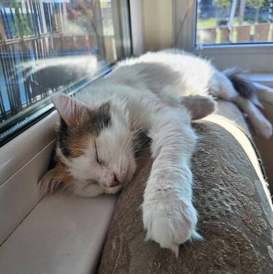 Einzelprinzessin Carmi sucht dringend ein neues Zuhause, EKH - Katze