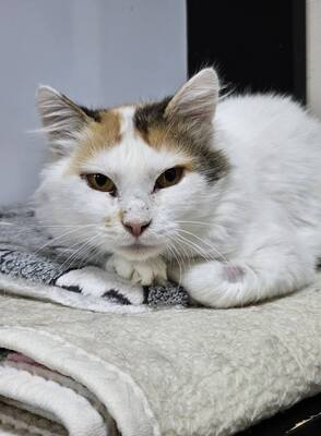 Einzelprinzessin Carmi sucht dringend ein neues Zuhause, EKH - Katze