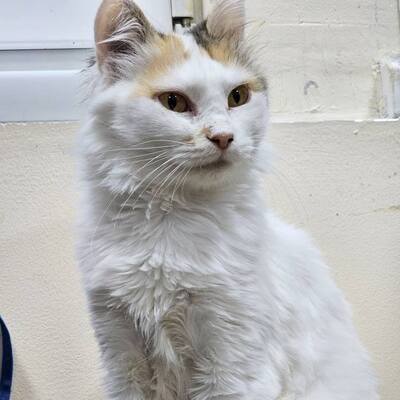 Einzelprinzessin Carmi sucht dringend ein neues Zuhause, EKH - Katze