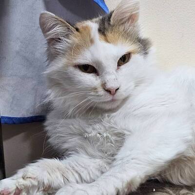 Einzelprinzessin Carmi sucht dringend ein neues Zuhause, EKH - Katze