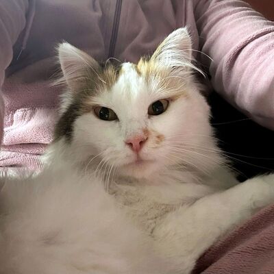 Einzelprinzessin Carmi sucht dringend ein neues Zuhause, EKH - Katze