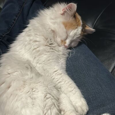 Einzelprinzessin Carmi sucht dringend ein neues Zuhause, EKH - Katze