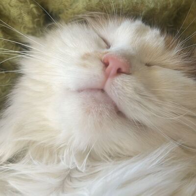 Einzelprinzessin Carmi sucht dringend ein neues Zuhause, EKH - Katze