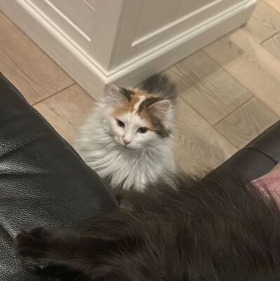 Einzelprinzessin Carmi sucht dringend ein neues Zuhause, EKH - Katze