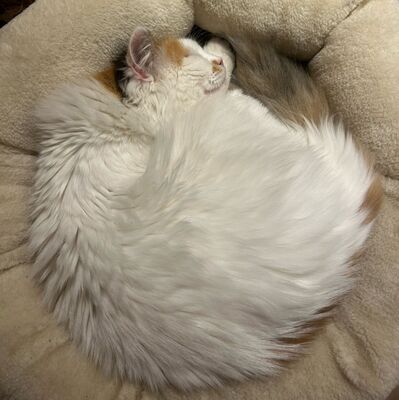 Einzelprinzessin Carmi sucht dringend ein neues Zuhause, EKH - Katze
