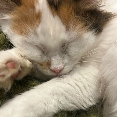 Einzelprinzessin Carmi sucht dringend ein neues Zuhause, EKH - Katze
